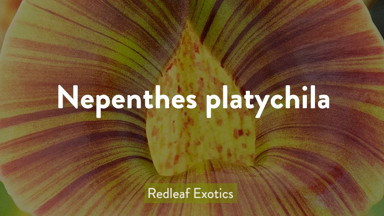 Nepenthes platychila