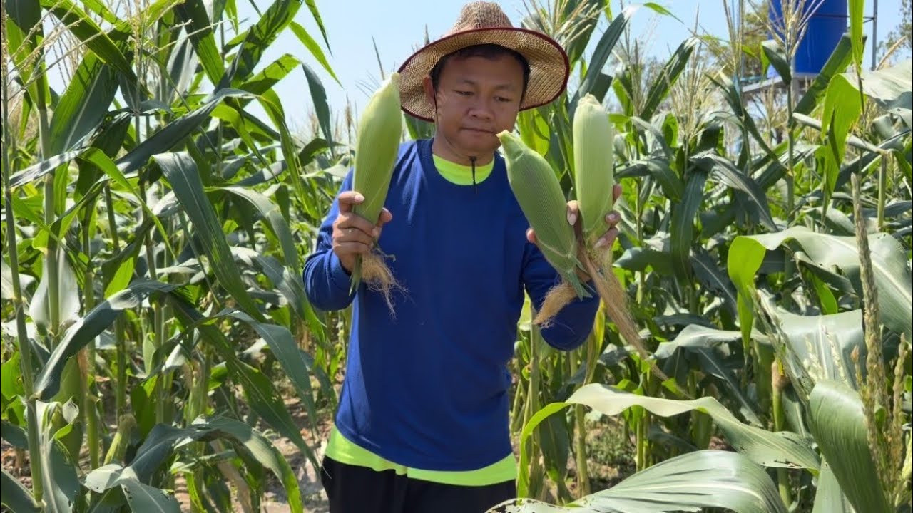 ข้าวโพดแก่หมดแล้ว เก็บข้าวโพดขายกับน้อง มินนี่