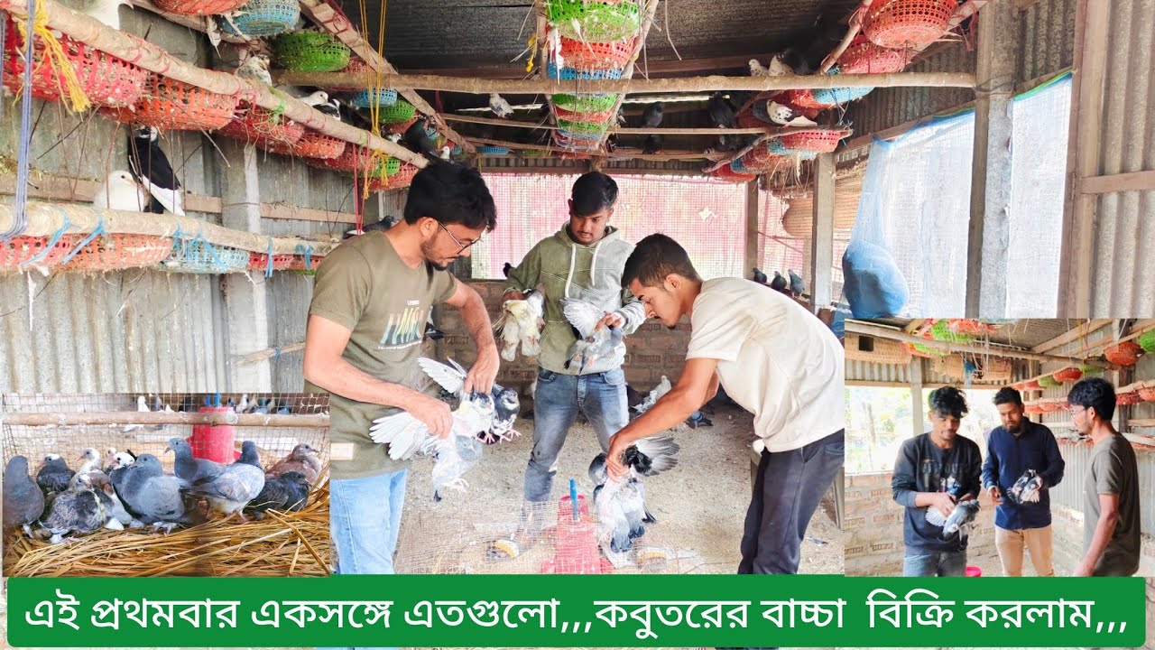 এই প্রথমবার একসঙ্গে এতগুলো,,, কবুতরের বা'চ্চা বিক্রি করলাম,,,