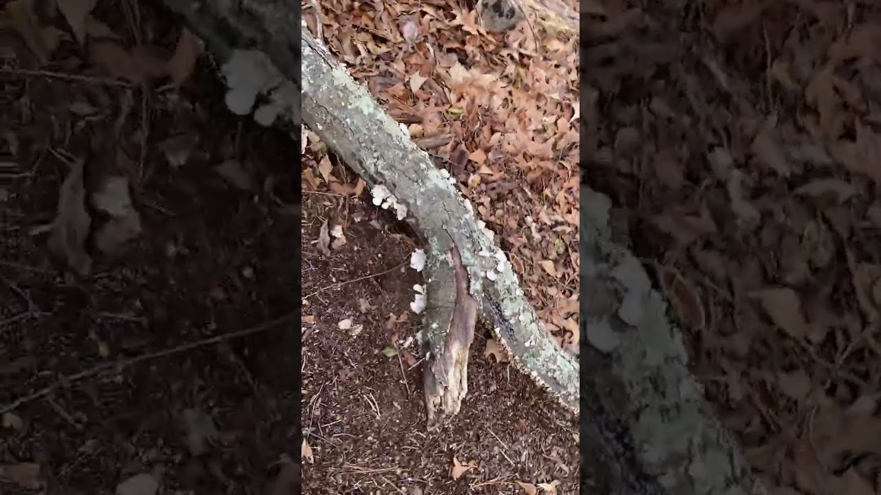 Nature walk while there’s a house showing and we find weird stuff