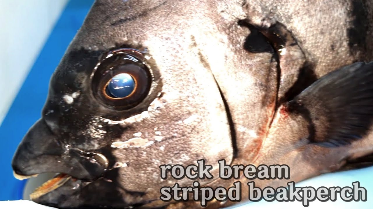 striped beakperch , rock bream sashimi , intestines , shell great skill