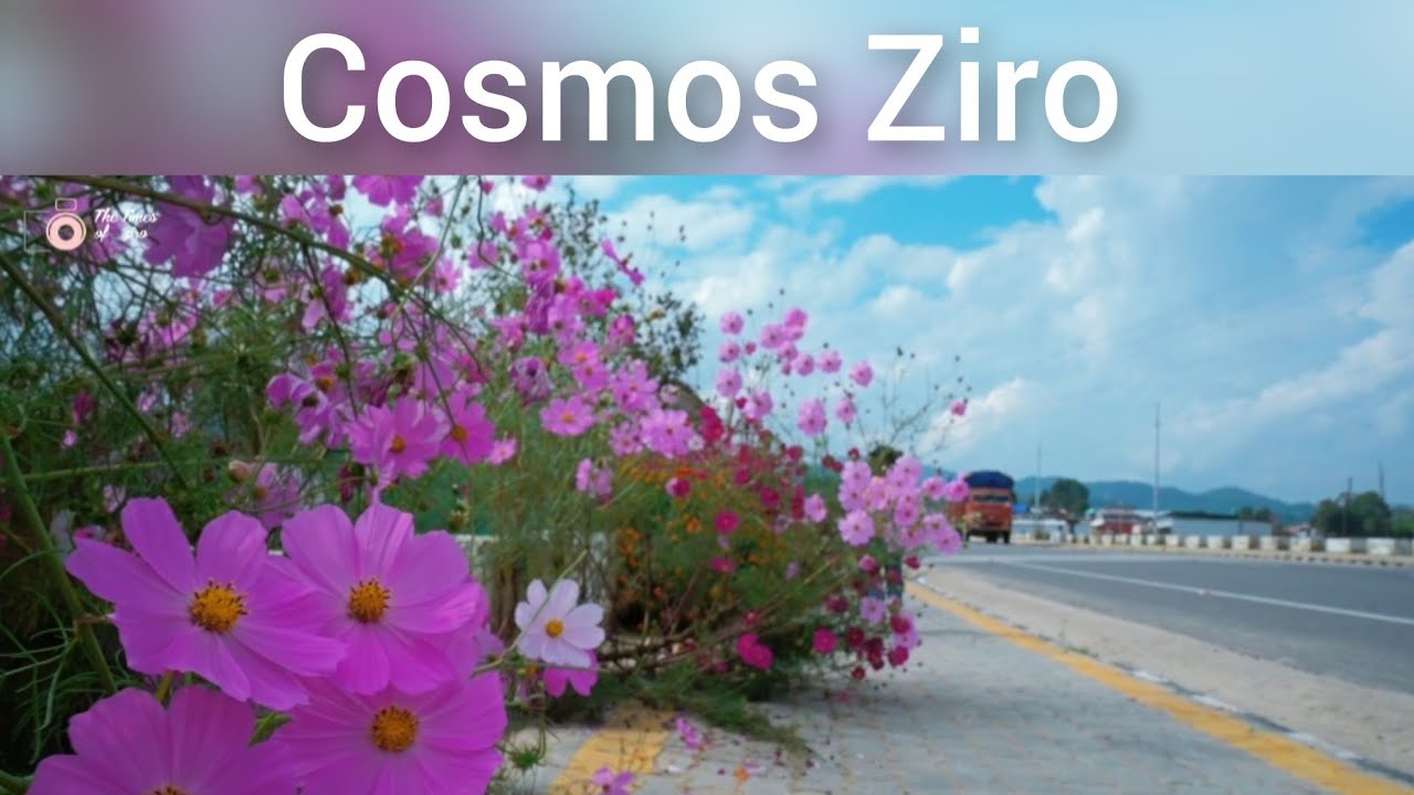 Cinematic video of Cosmos Ziro