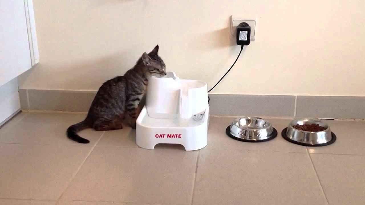 Cat mate drinking fountain