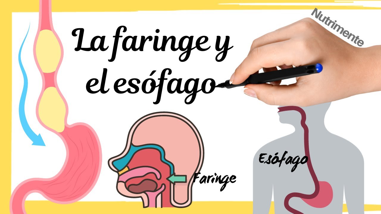 La FARINGE y el ESÓFAGO [Deglución y Transporte hacia la Digestión Completa] - Sistema Digestivo