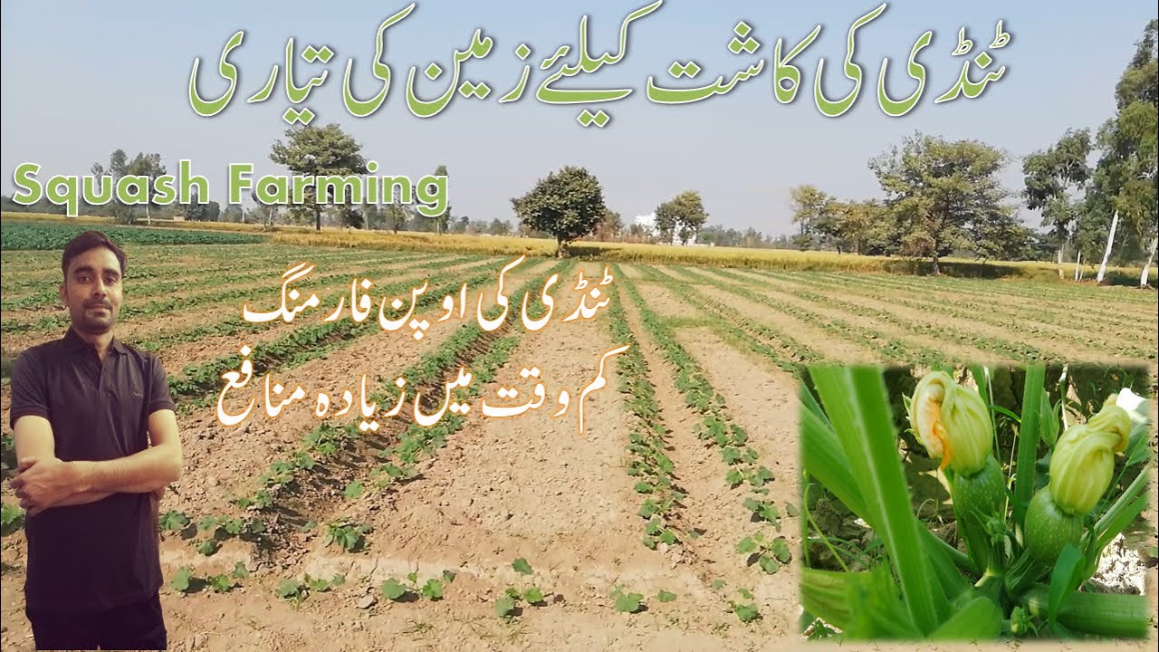 Squash/Tindi  Farming| How to grow Squash in Open Framing | Squash Land Preparation |  Episode# 01
