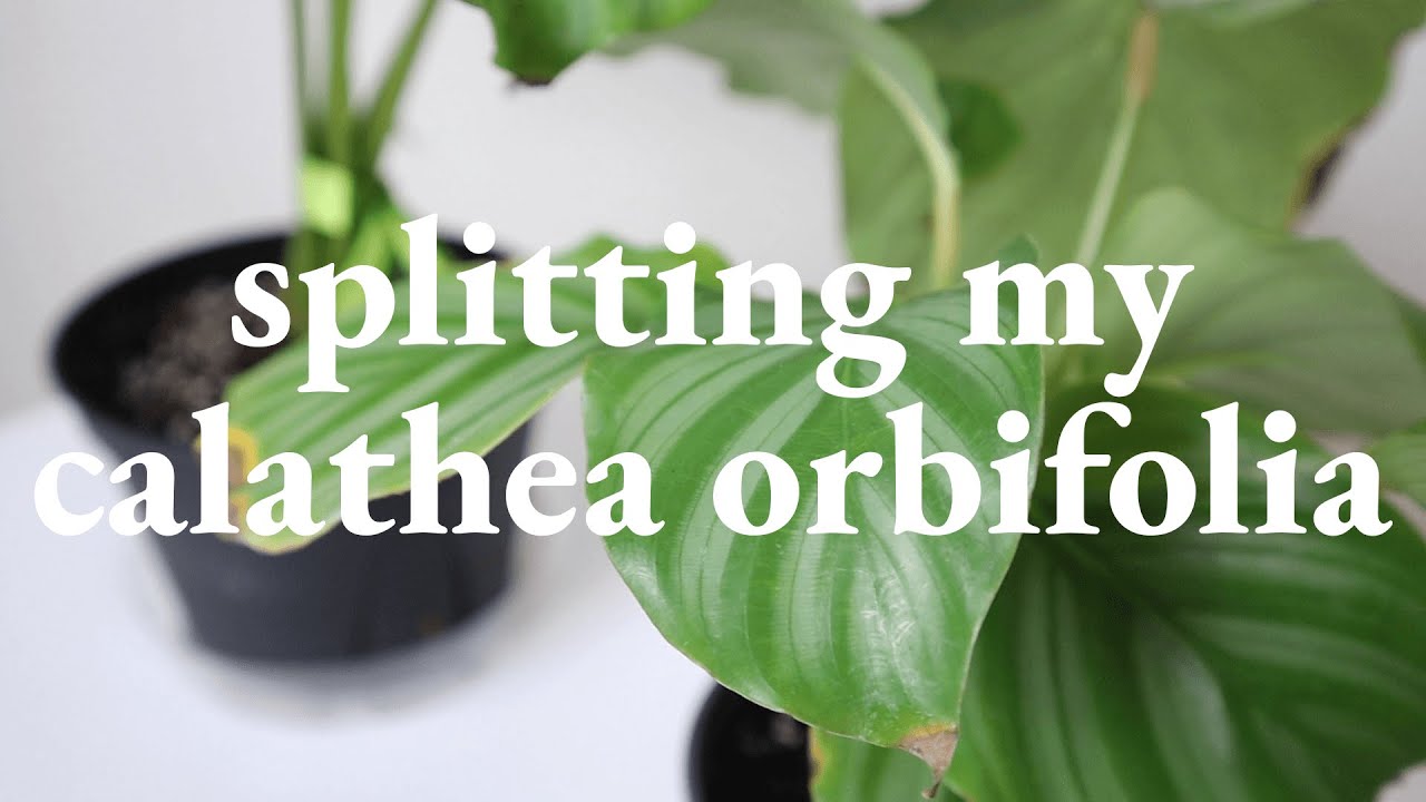 How to Propagate Calatheas | Bee's House of Plants