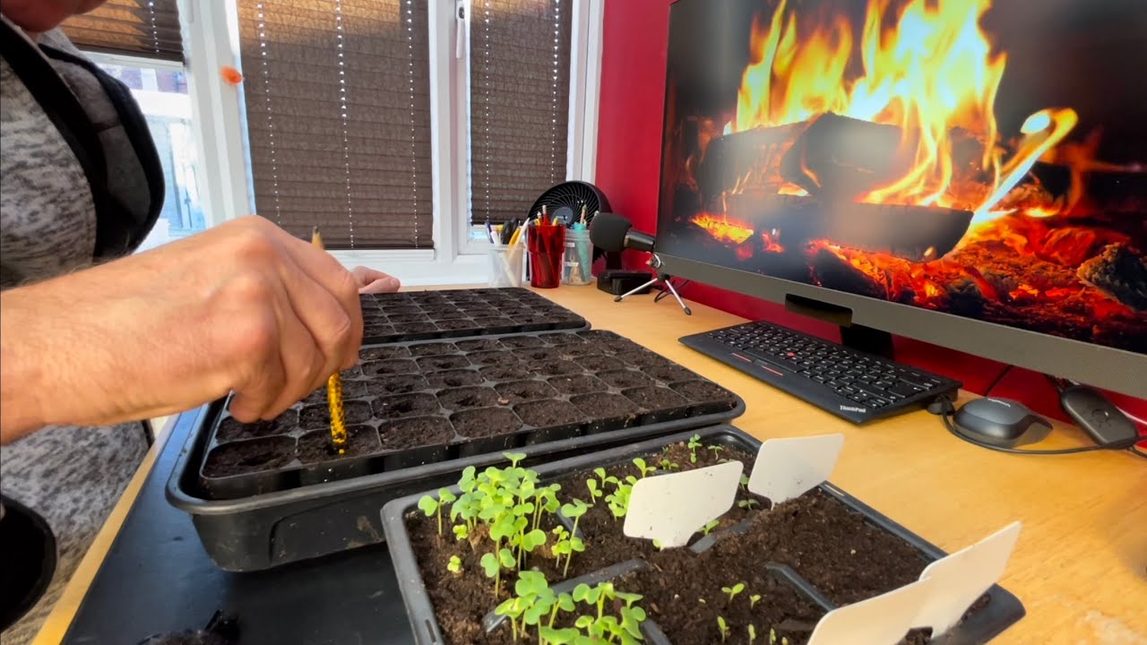 Pricking out lettuce and tatsoi for spring