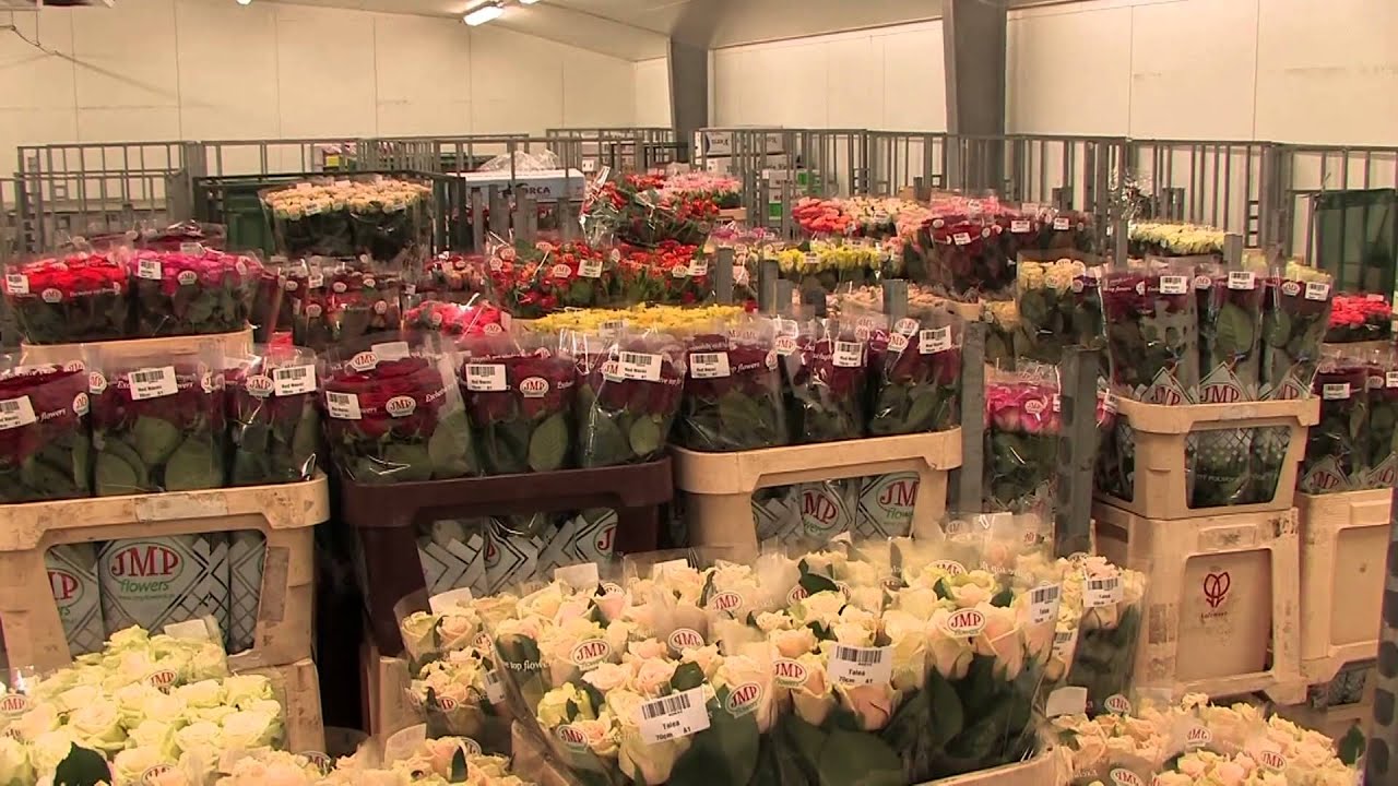 JMP Flowers (čeština) / 2012