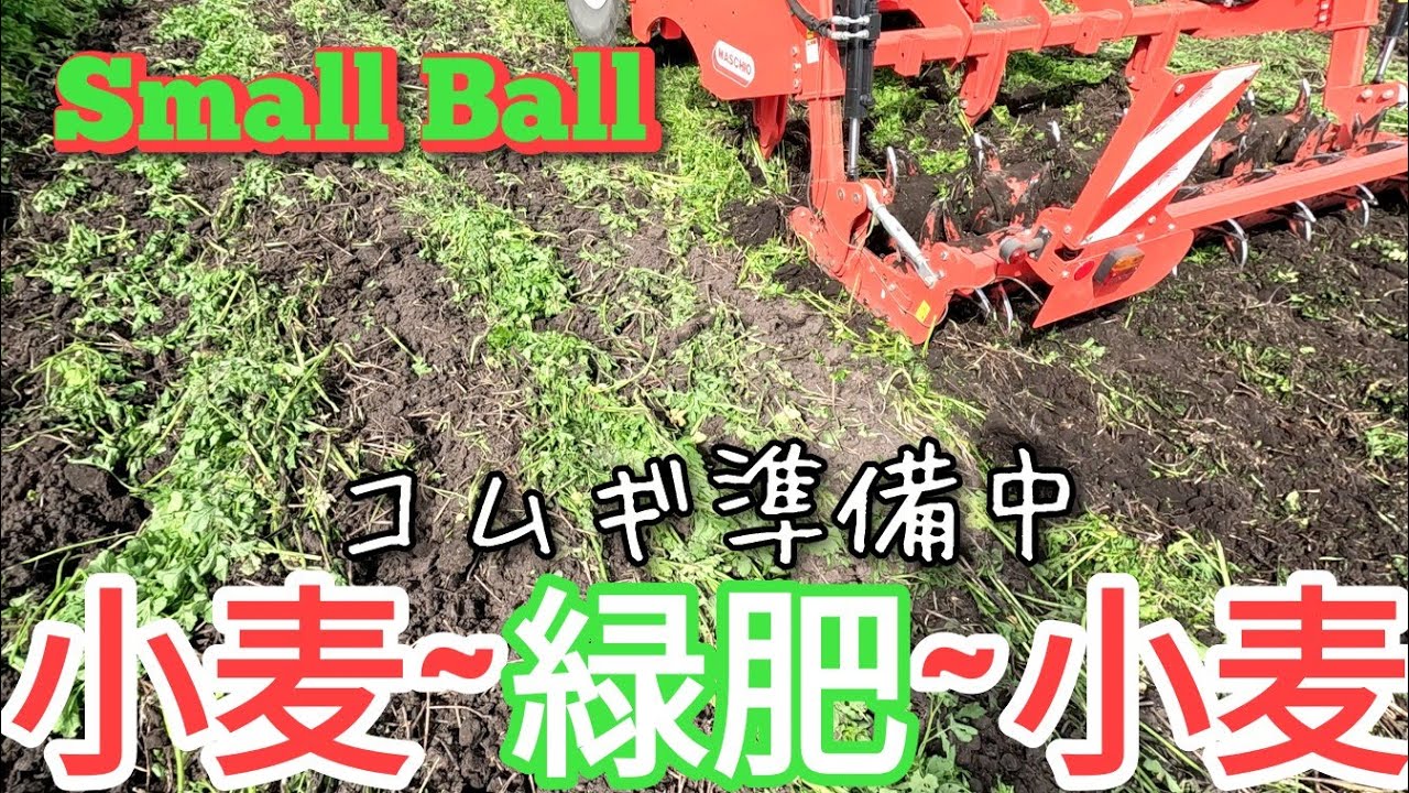 連作小麦前の緑肥キカラシ処理