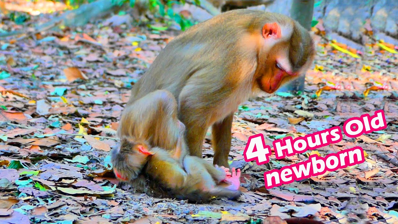 Primate monkey.../Newborn is just 4 hours old but mother unknown how to taking care of him