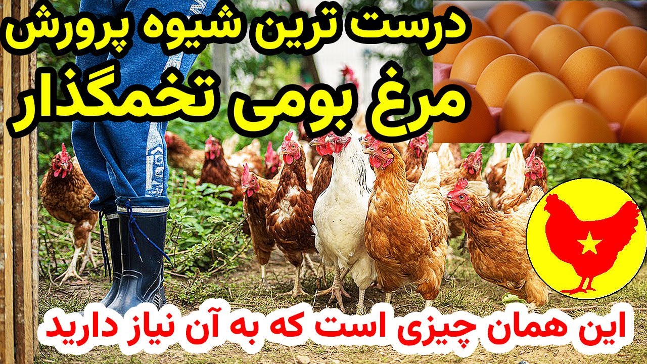 پرورش مرغ بومی تخمگذار نکته ها و توصیه ها برای سود 3 برابری