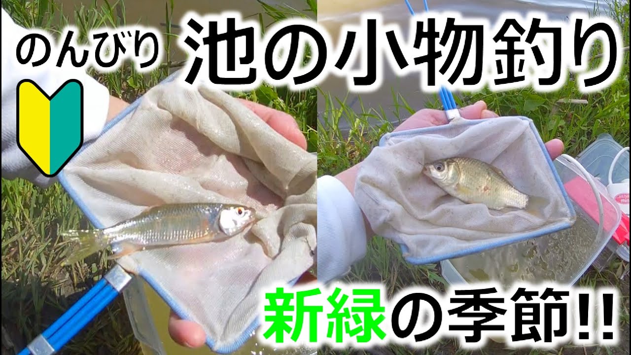 【池の小物釣り】新緑の季節にフナやオイカワと遊ぶ！