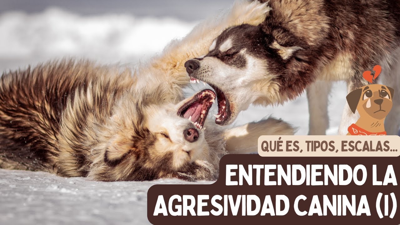 ¿Qué es la AGRESIVIDAD CANINA? (1)  - Dudas habituales: ¿qué es?, ¿hay tipos?, ¿es natural?
