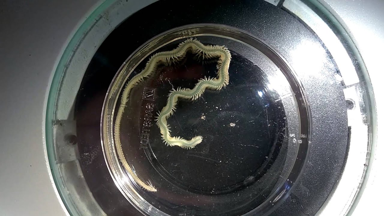 Phyllodoce novaehollandiae (Green Paddle Worm) swimming behaviour