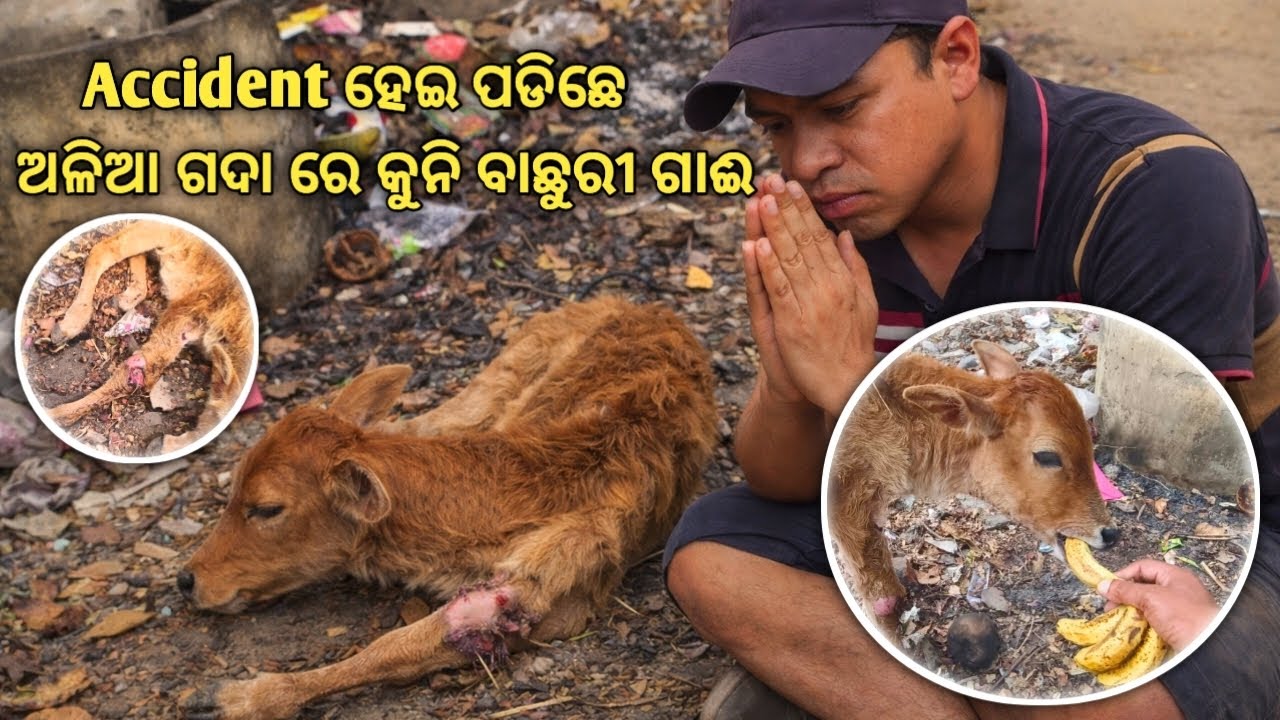 ଅଳିଆ ଗଦା ରେ Accident ହେଇ ପଡ଼ିଛେ ବାଛୁରୀ ଗାଈ 🐄 | Road Accident Injured Calf Rescue | Rabinpetvlog