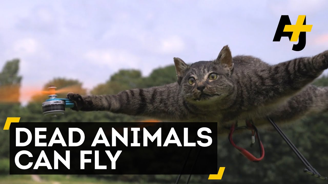 Cat Drone | AJ+