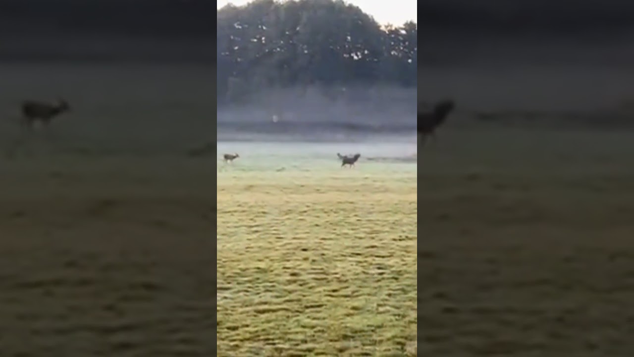 #shortvideo #deer #wildlife #brunft