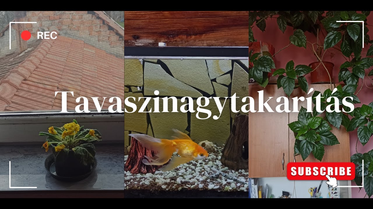 Tavaszi nagytakarítás 2024