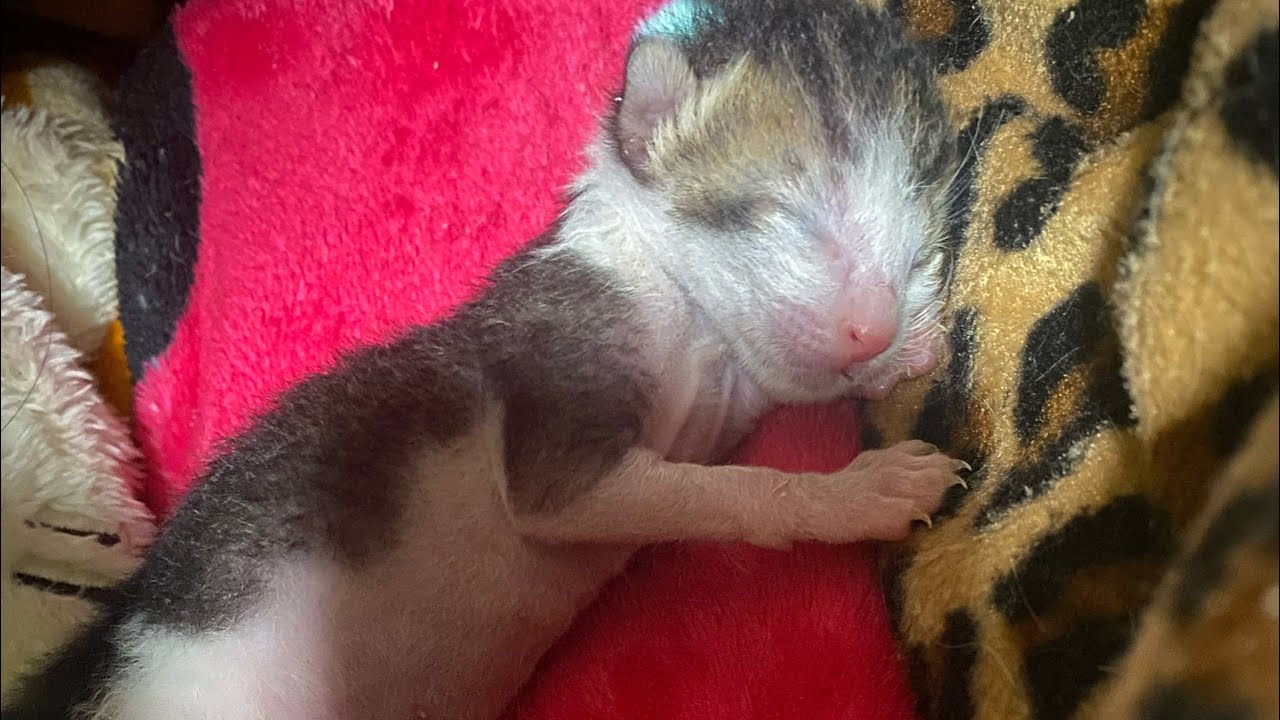 🐾救援初生BB情況💗直播💗 