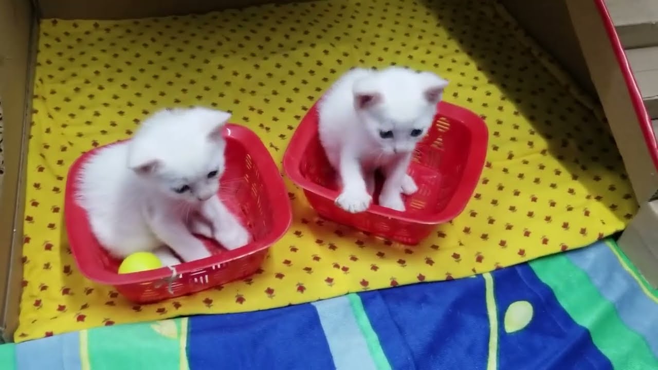 The Cutest Kittens of 2024 #cutest  #kittens  #play  #cuteanimals  @cutestanimalsbaby