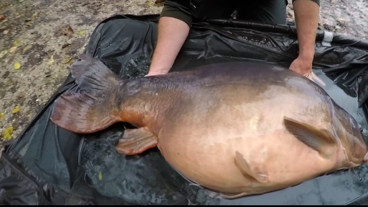 Autumn carp fishing on lake Bled