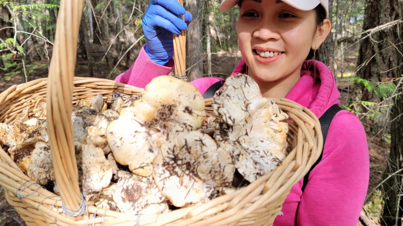 Mùa săn nấm rừng, bội thu với nhiều ổ nấm Mồng Gà mập ú tươi ngon 🇨🇦1284》Finding Matsutake 松茸 송이