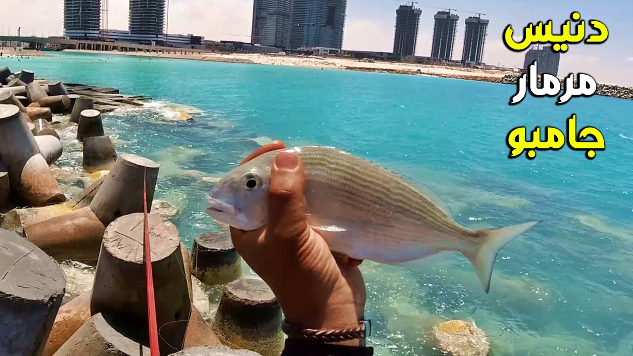 مرمار و دنيس جامبو  #العالمين ..  معلومات مهمة لا تفوتك
