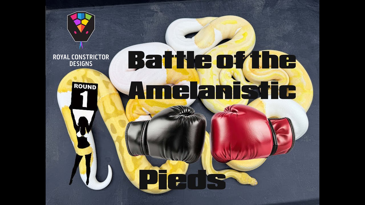 Battle of the Amelanistic Pieds - Tune in now!