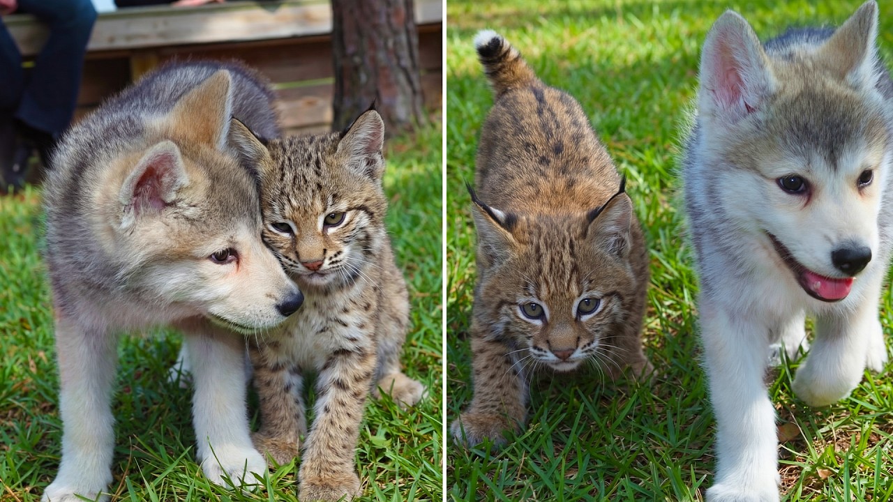 This Baby Wolf and Baby Bobcat Became BFFs, Proving That Anything Is Possible