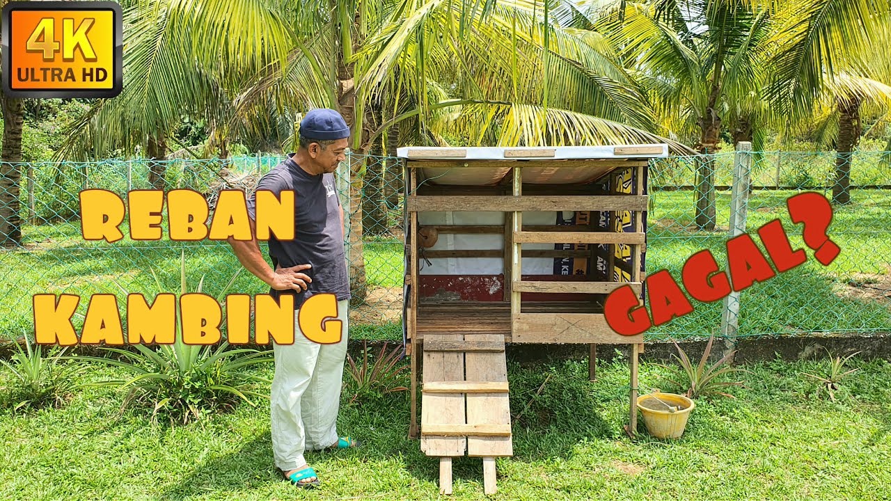 ✅ KEMUNCULAN NORA DI ATOK FARM