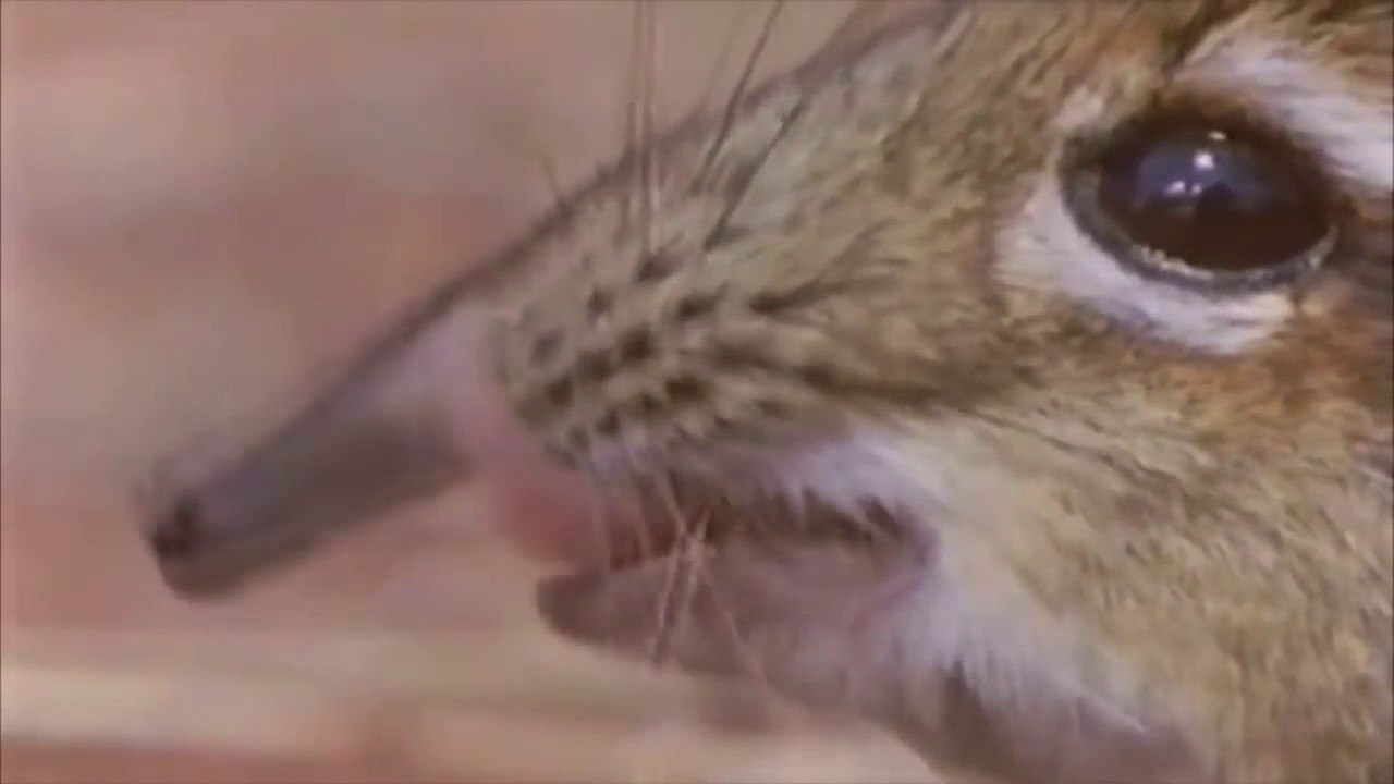 Take a closer look at that... Snout?