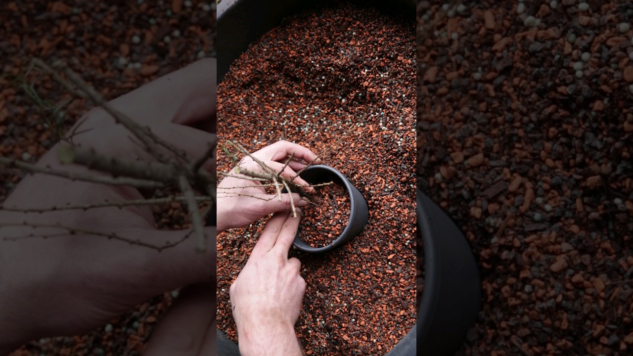 Mixing Good Bonsai Substrate