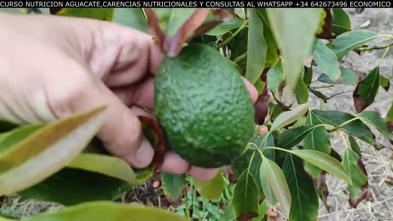 COMO RECUPERAR o SALVAR ARBOLES de AGUACATE con CHANCRO🥑HONGOS de MADERA en AGUACATE HASS🥑