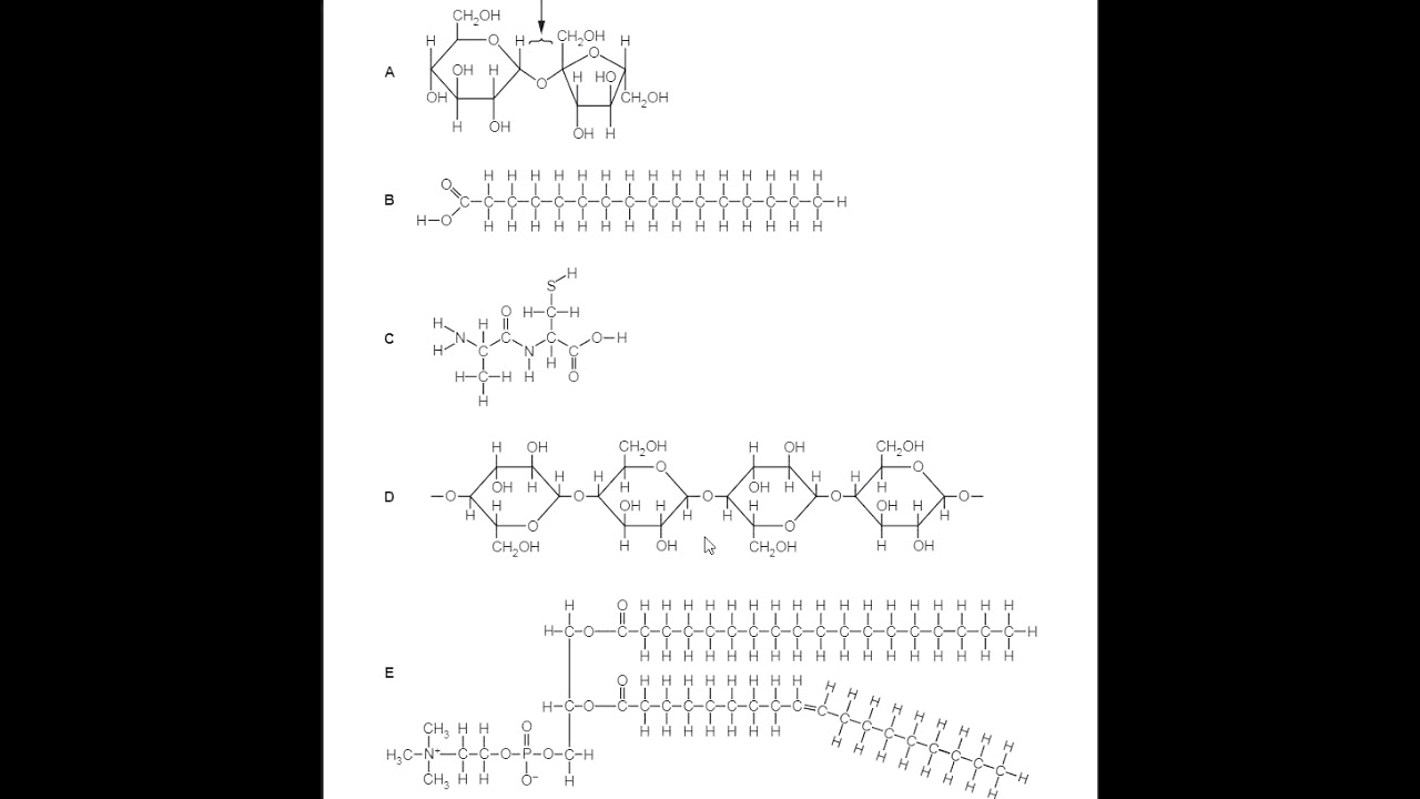 Cambridge AS Level Biology Structured Questions | Paper 2 (May/June 2020) Video 1