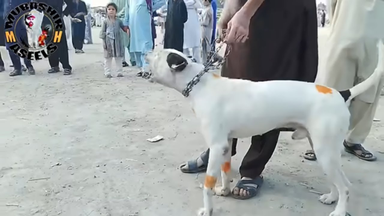 Security Purpose Dogs