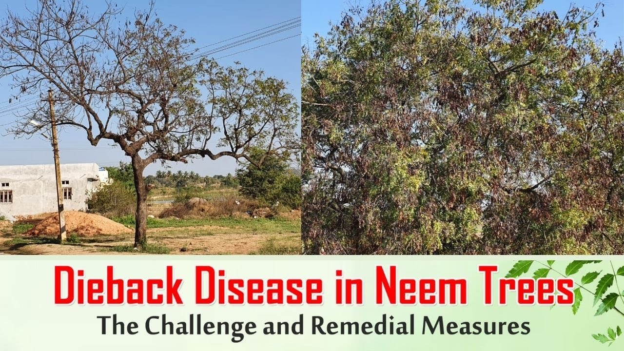Dieback Disease In Neem Trees The Challenge And Remedial Measures | CGR | Earth Leaders English