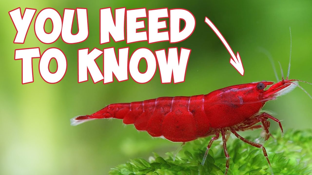 5 ESSENTIAL Shrimp Keeping Tips for Beginners! 🦐