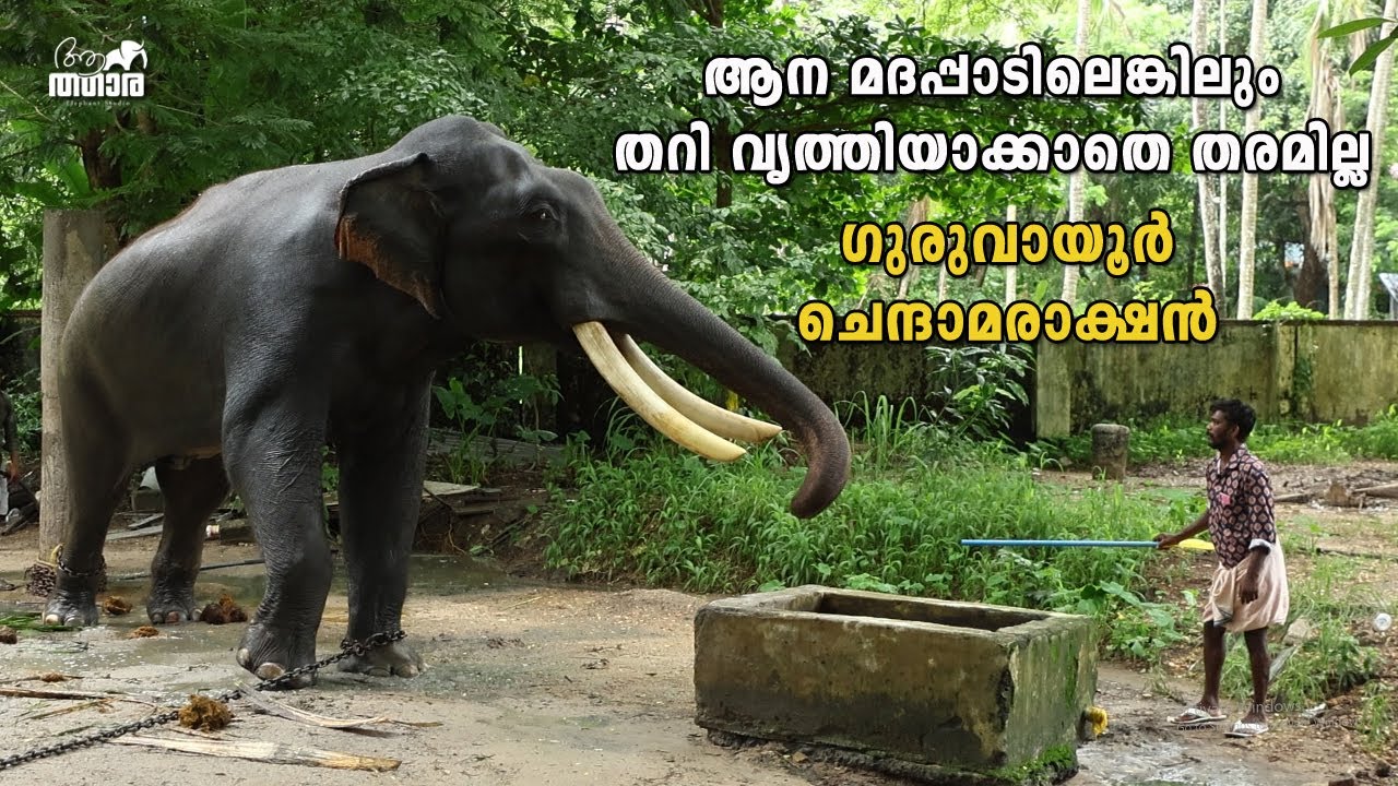 പാപ്പാന്മാരെ അനുസരിക്കാതെ നിൽക്കുന്ന സമയം ആനകളുടെ മദപ്പാട് കാലം Guruvayoor Chendamarakshan in Musth