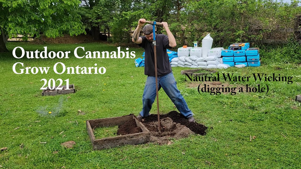 Natural Outdoor Cannabis Water wicking!  Outdoor Grow Ontario Canada 2021, Less Watering all year!
