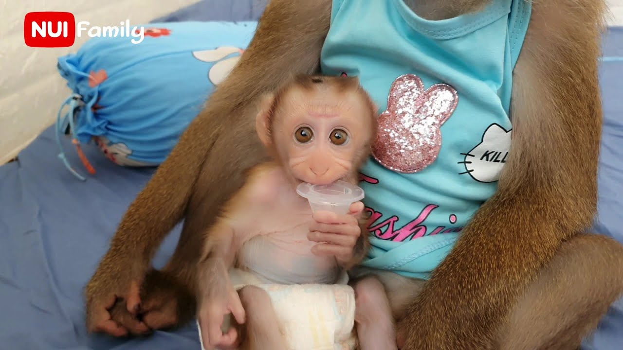 Nui wears a shirt to wean her daughter Poni | Nui Family