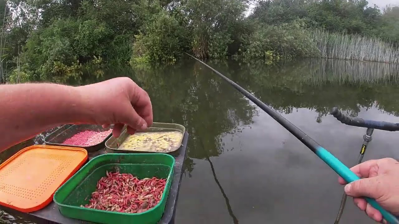 TADPOLE MATCH ...GLORY FOR PEG 66