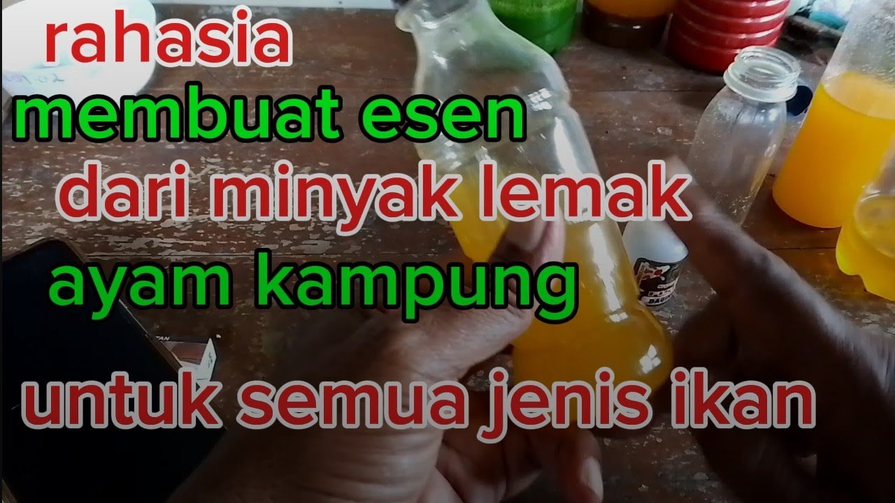 Rahasia membuat esen untuk semua jenis ikan dari bahan minyak lemak ayam kampung