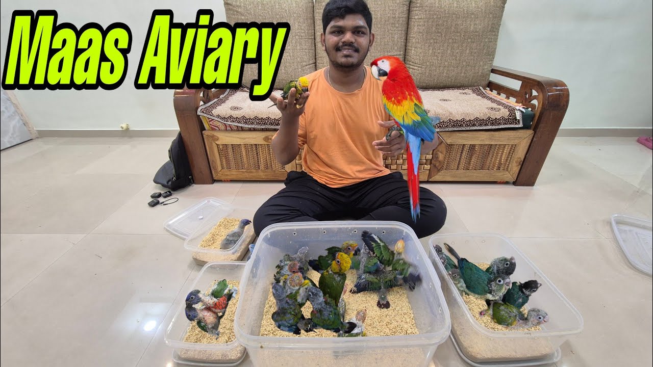 Lowest Price Super hand tamed bird | Maas Aviary Malad | exotic birds|Sunconure| sanchik