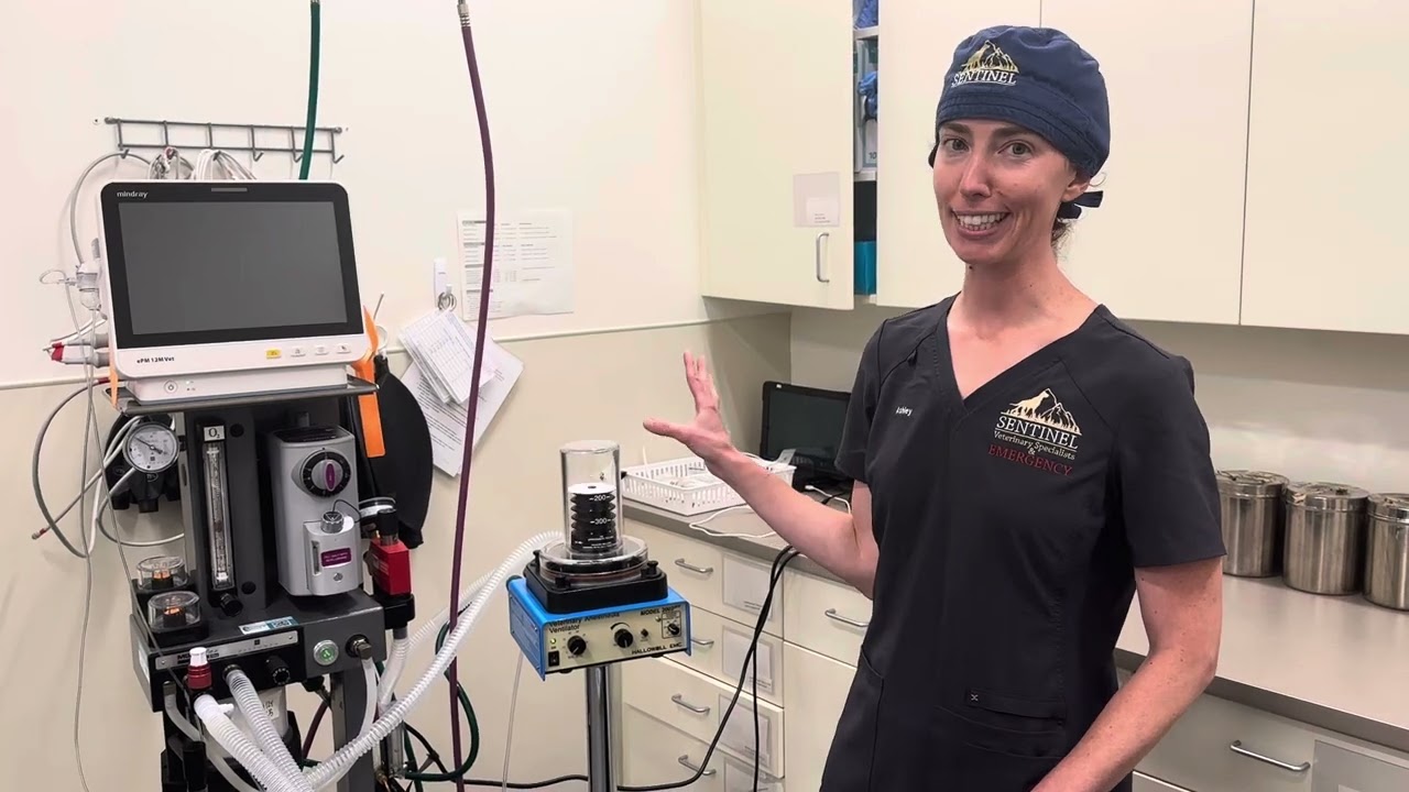 Connecting your patient to the Hallowell ventilator