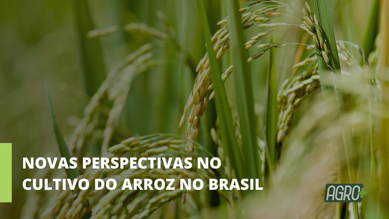 Produção anual do grão é de cerca de 11 milhões de toneladas