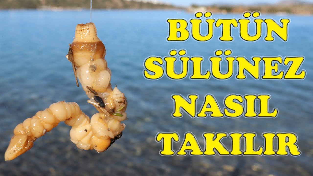Oltaya Sülünez Nasıl Takılır