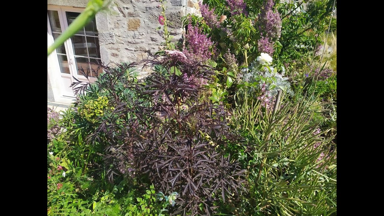 arbuste facile: le sureau pourpre black beauty