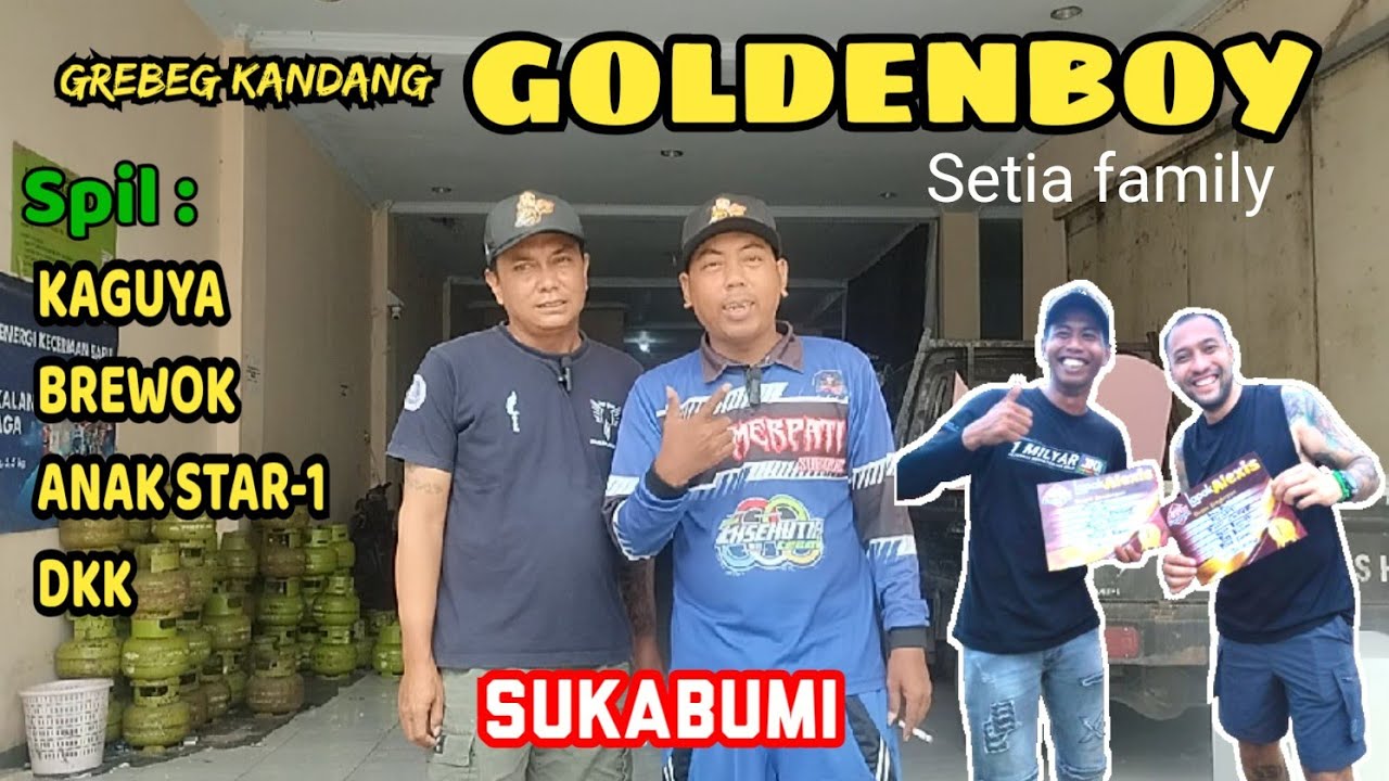 ❤️GREBEK KANDANG GOLDENBOY SETIA FAMILY SUKABUMI‼️SPIL KAGUYA, ANAK STAR ONE, BREWOK DKK.