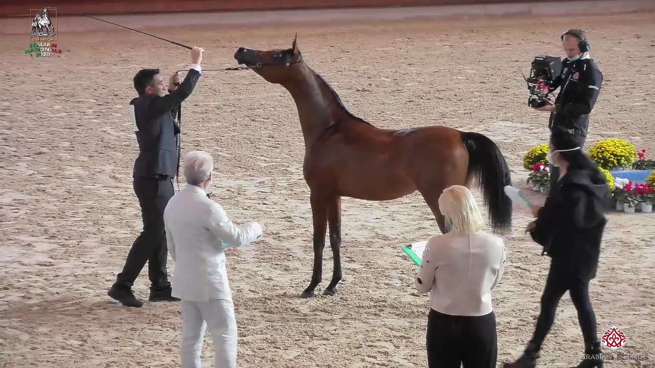 N 3 CS RASHIMA   Italian Nationals 2020   San Giovanni In Marignano   Yearling Fillies Class 1A