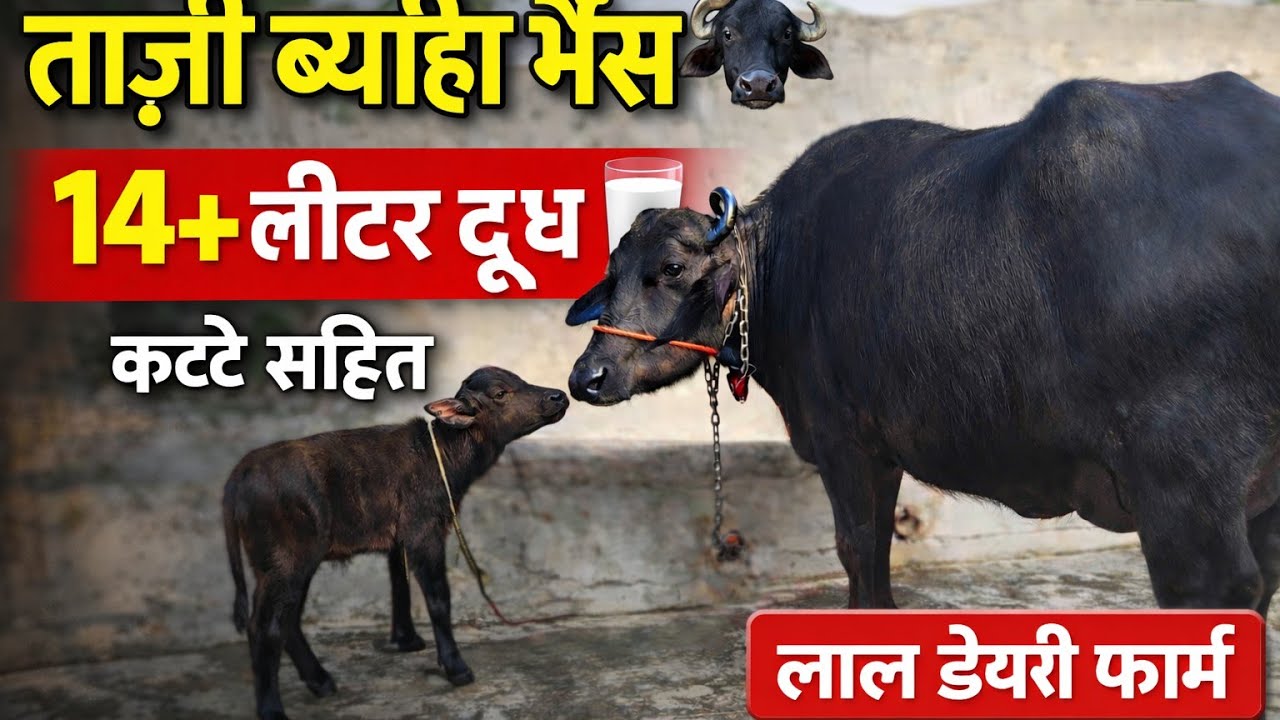 ✅ ਘਰੇਲੂ ਘਰੇ ਤਾਜੀ ਵਿਆਹੀ ਝੋਟੀ | 14+ ਲੀਟਰ ਦੁੱਧ | ਨਾਲ ਸੋਹਣਾ ਕੱਟਾ | Lal Dairy Farm 3.3.2026/+919779595083